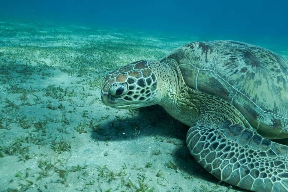 Meeresschildkröte im Roten Meer