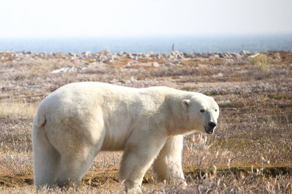 Eisbär in Kanada Eisbär in Kanada