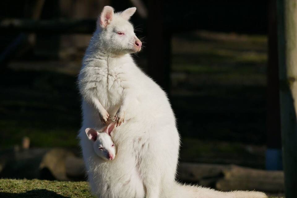 Weißes Känguru im Zoo Hoyerswerda Weißes Känguru im Zoo Hoyerswerda
