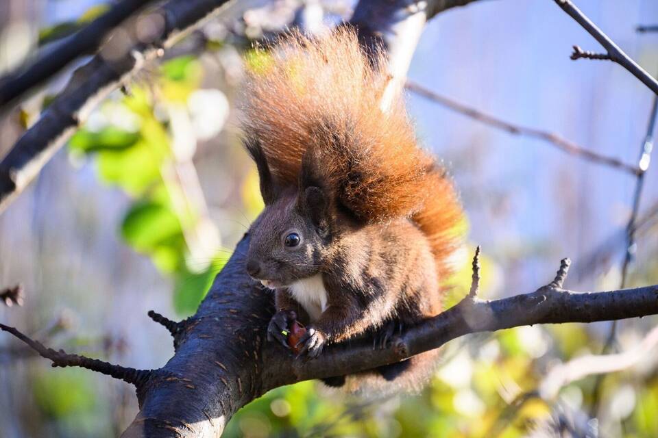 Eichhörnchen Eichhörnchen