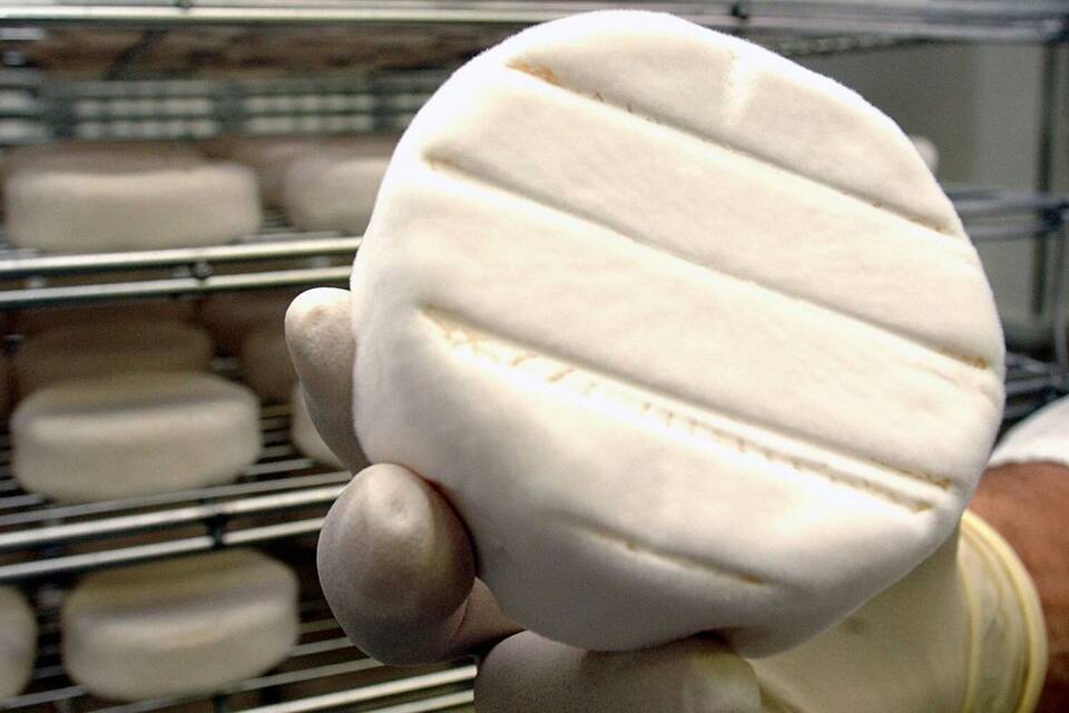 Camembert