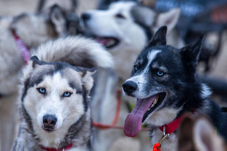 Huskys