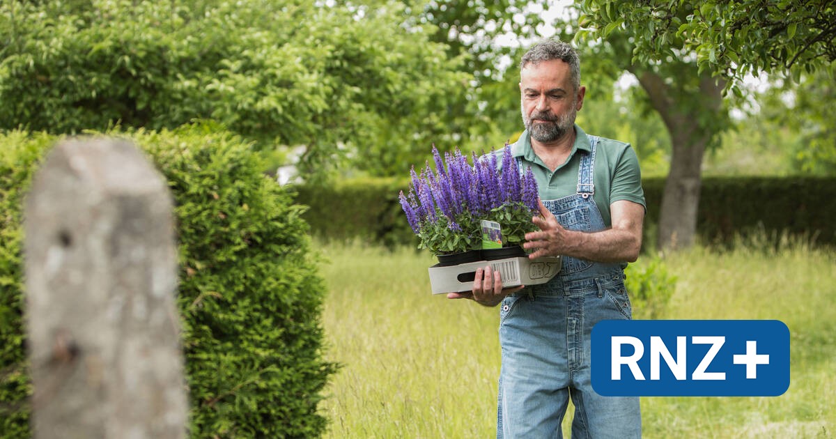 Garten Worauf beim Kauf von Stauden zu achten ist Verbraucherseite