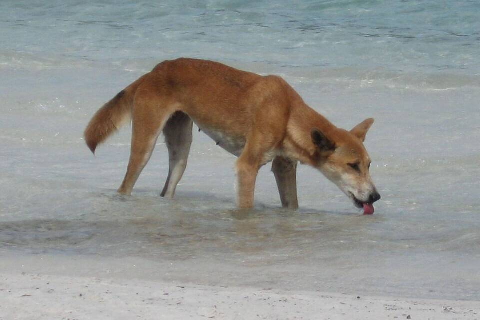 Neuer Dingo-Angriff in Australien