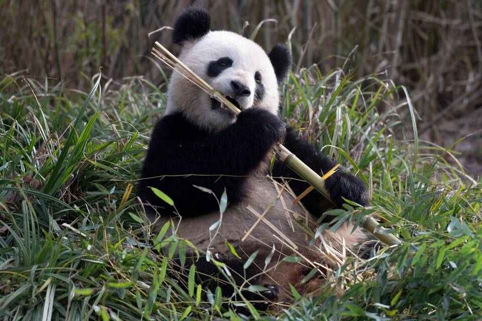 Zoo-Momente Zoo-Momente
