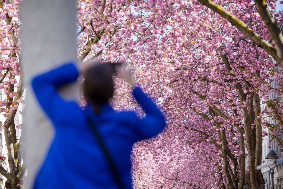 Kirschblüten in der Bonner Innenstadt Kirschblüten in der Bonner Innenstadt