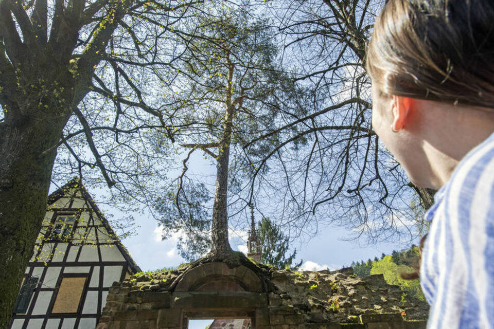 Kiefer wächst auf Klostermauer - seit fast 200 Jahren Kiefer wächst auf Klostermauer - seit fast 200 Jahren