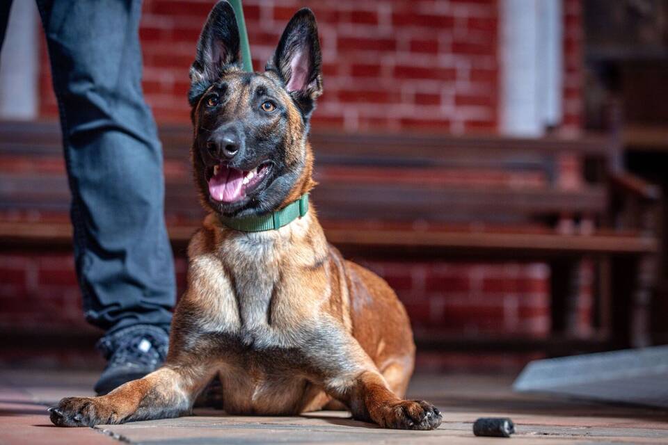 Spürhund „Kalle“ Spürhund „Kalle“