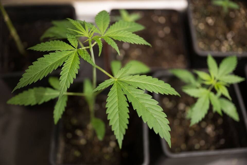 Cannabis Cannabis