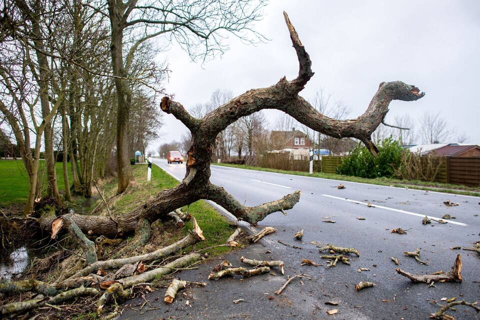 Umgestürzter Baum Umgestürzter Baum