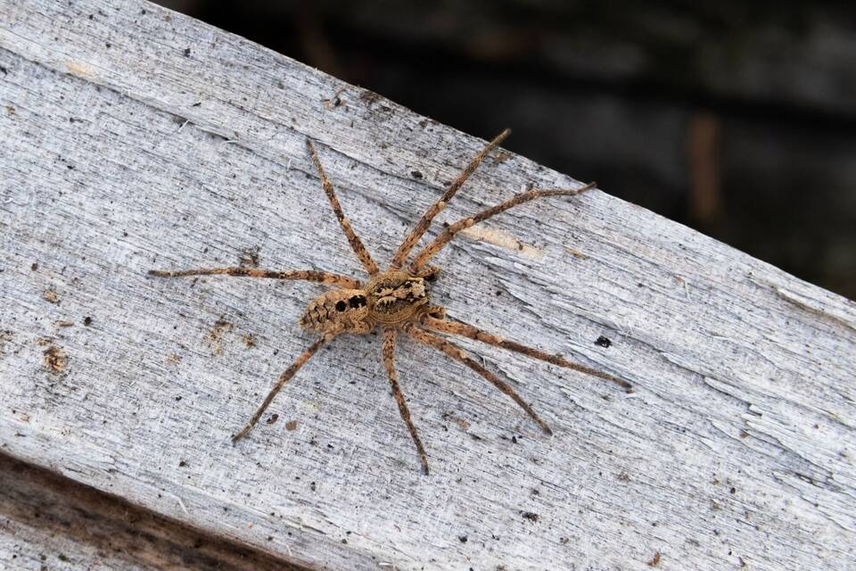 Nosferatu-Spinne Nosferatu-Spinne