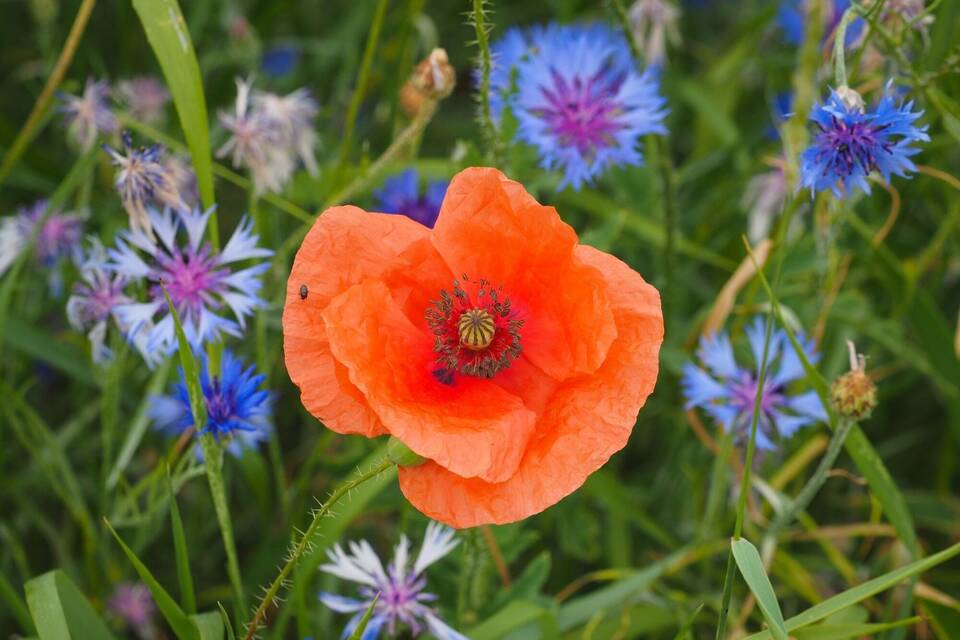 Blumen am Acker Blumen am Acker