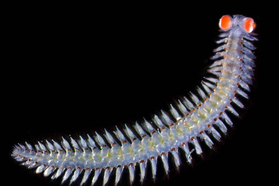 Borstenwurm mit Riesenaugen Borstenwurm mit Riesenaugen
