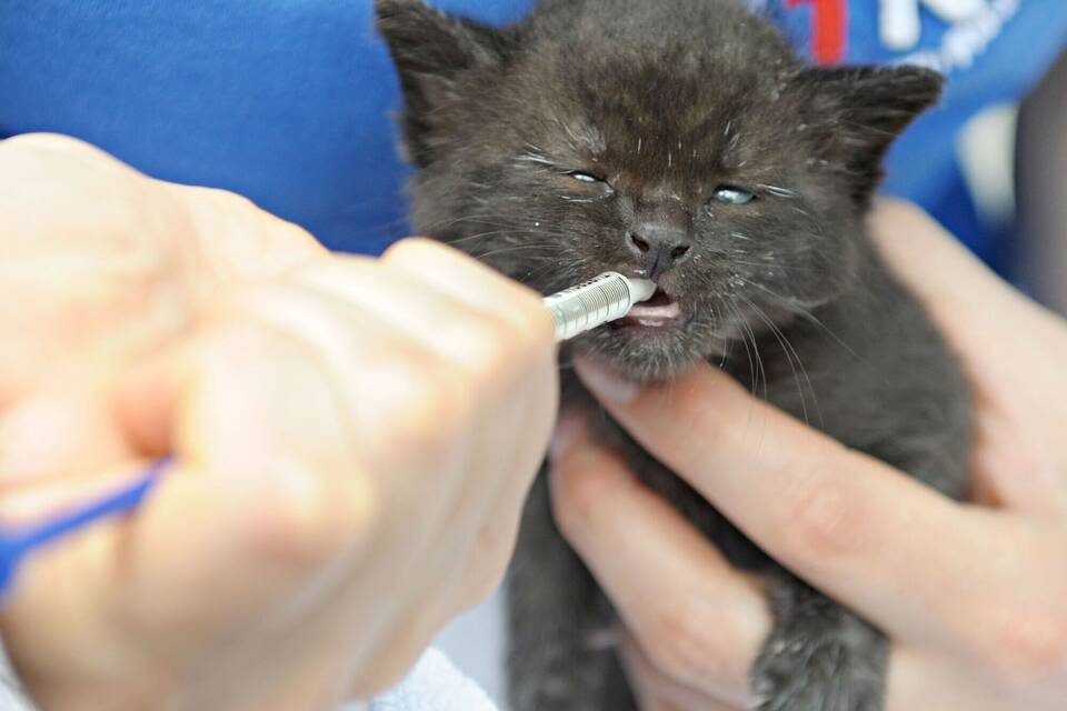 Katzenjunges im Tierheim Katzenjunges im Tierheim