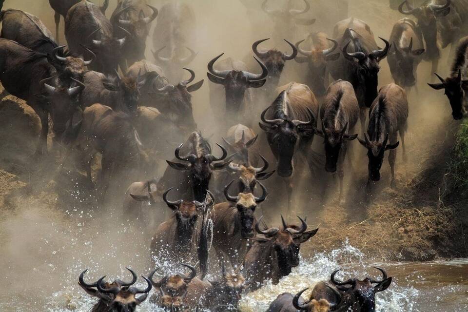 Gnu-Herde Gnu-Herde