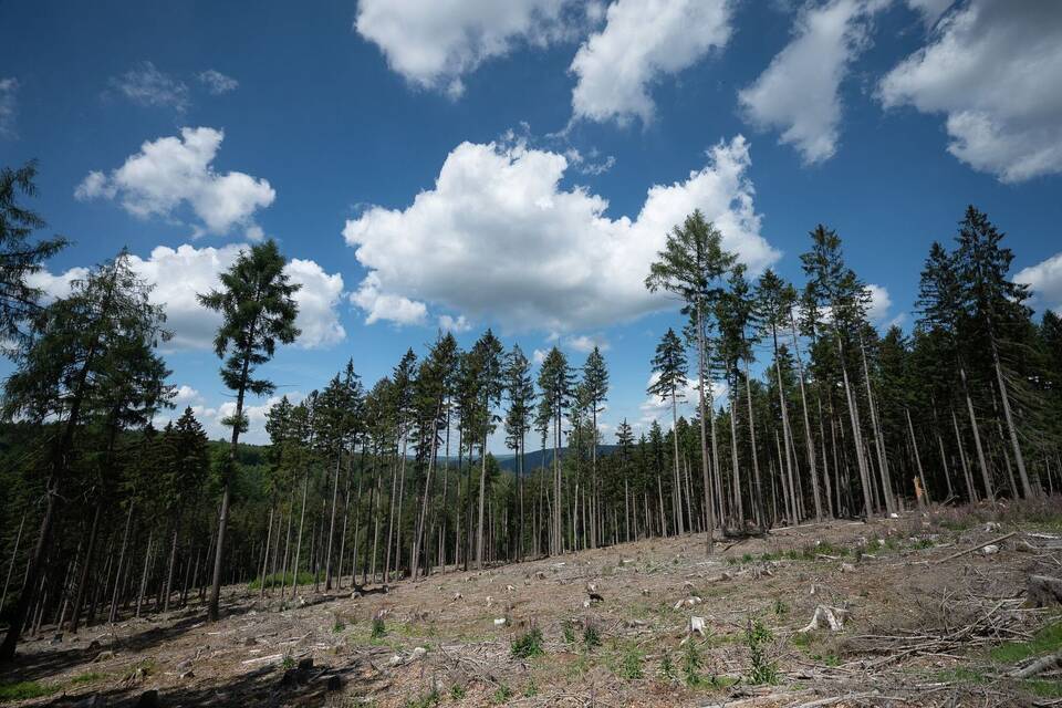 Trockene Bäume im Spessart