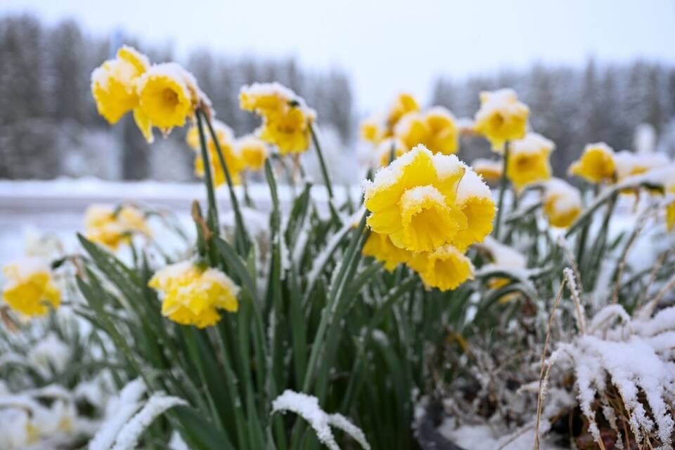 Schnee und Frost Schnee und Frost