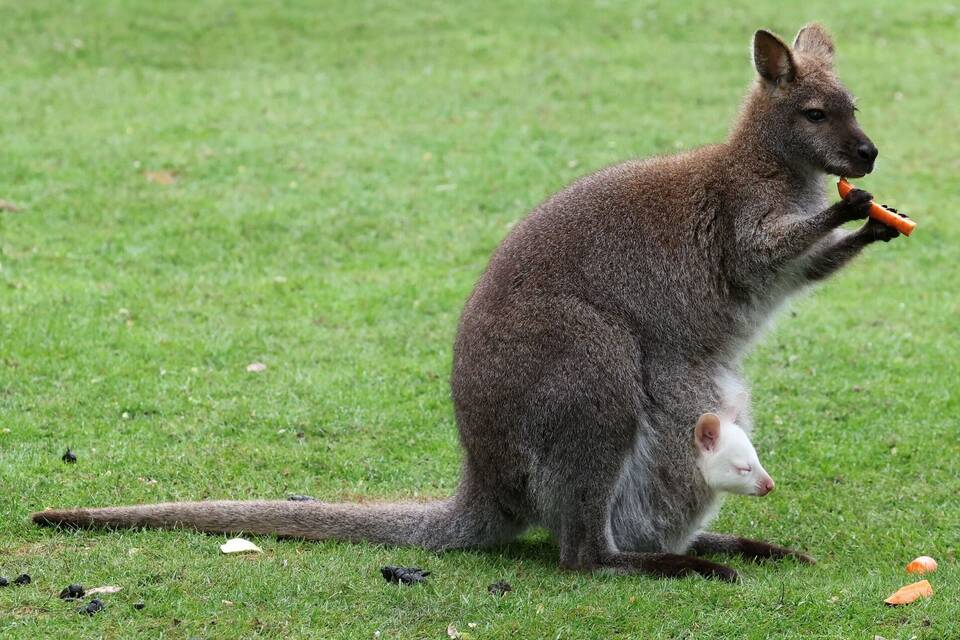 Albino-Känguru: Mama graubraun, Baby schneeweiß - Klaro! - Rhein-Neckar ...
