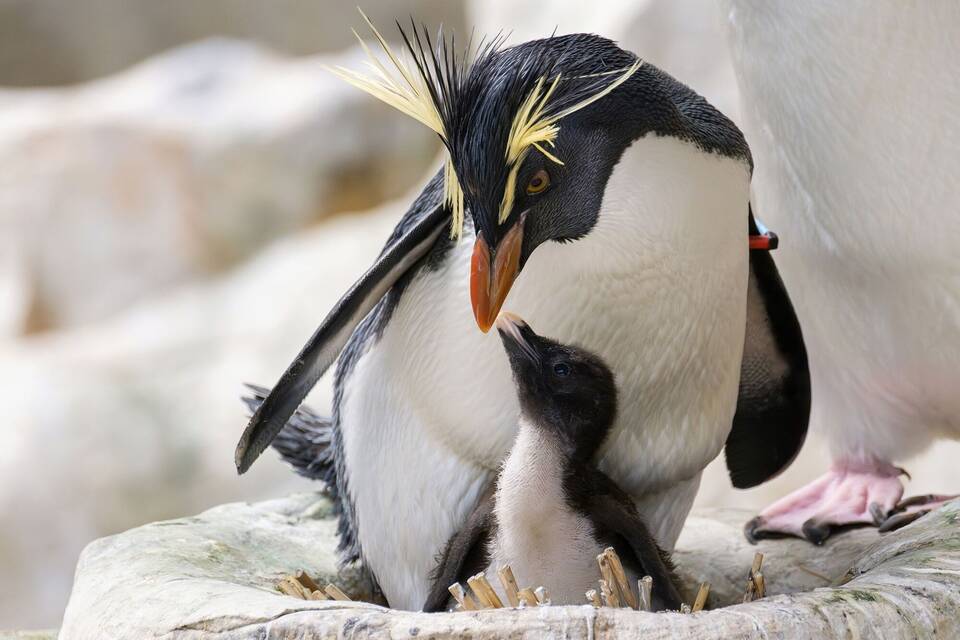 Pinguin-Nachwuchs in Wien