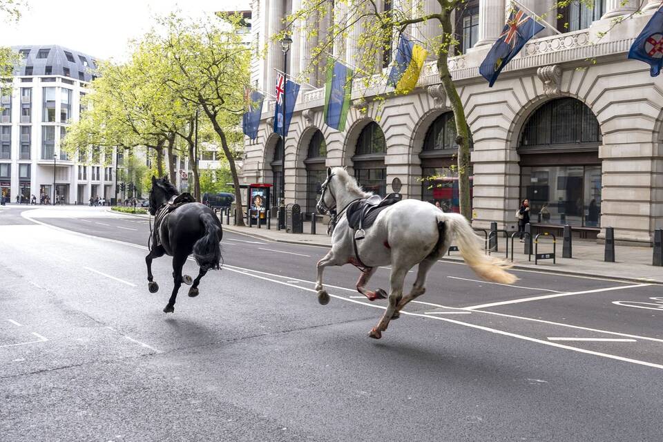 Pferde in London