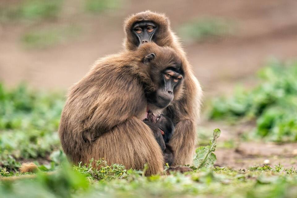 Dschelada-Baby im Yorkshire Wildlife Park