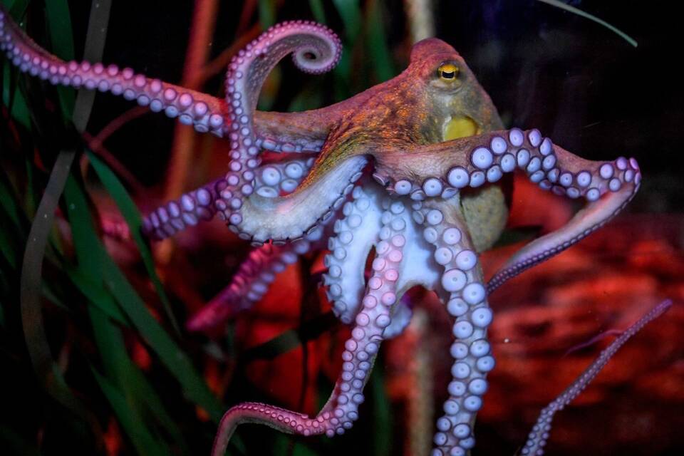 Oktopus Oktopus