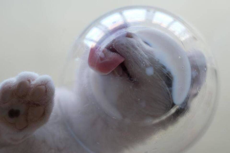 Katze ist beliebtestes Haustier Katze ist beliebtestes Haustier