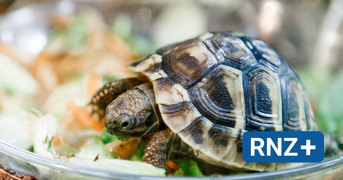 Mosbach-Diedesheim: Wem gehört die herrenlose Landschildkröte ...