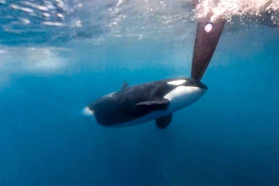 Orcas greifen Schiff an Orcas greifen Schiff an