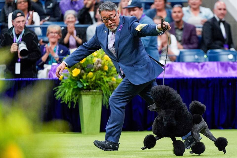 Pudel nimmt an Hunde-Show teil Pudel nimmt an Hunde-Show teil