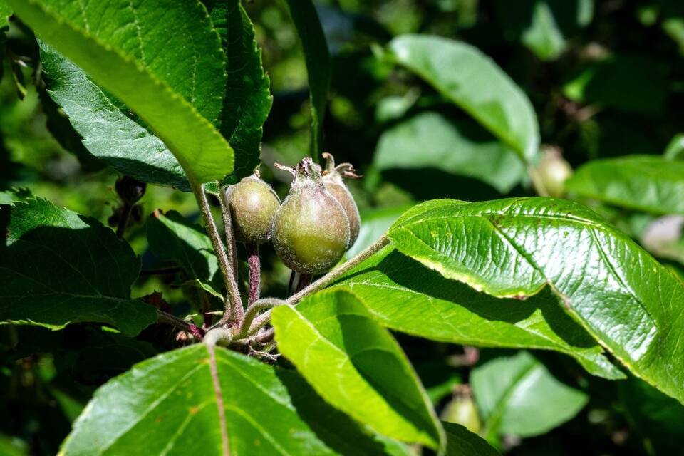 Frühe Obstblüte könnte Apfelernte schmälern Frühe Obstblüte könnte Apfelernte schmälern