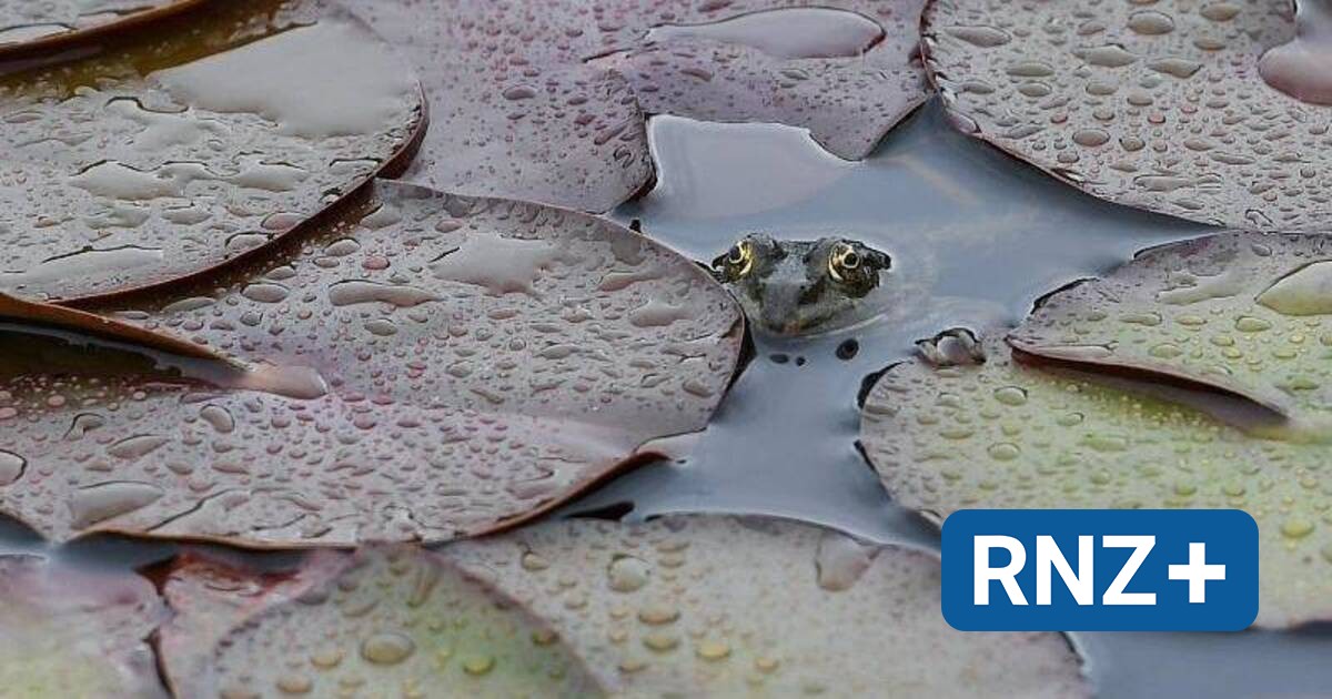 51+ Glas Teich Sinsheim, Hier können sie alle abfuhrtermine für