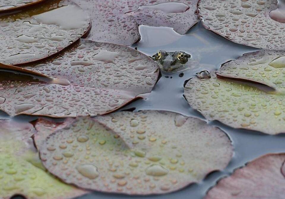 Regenwetter