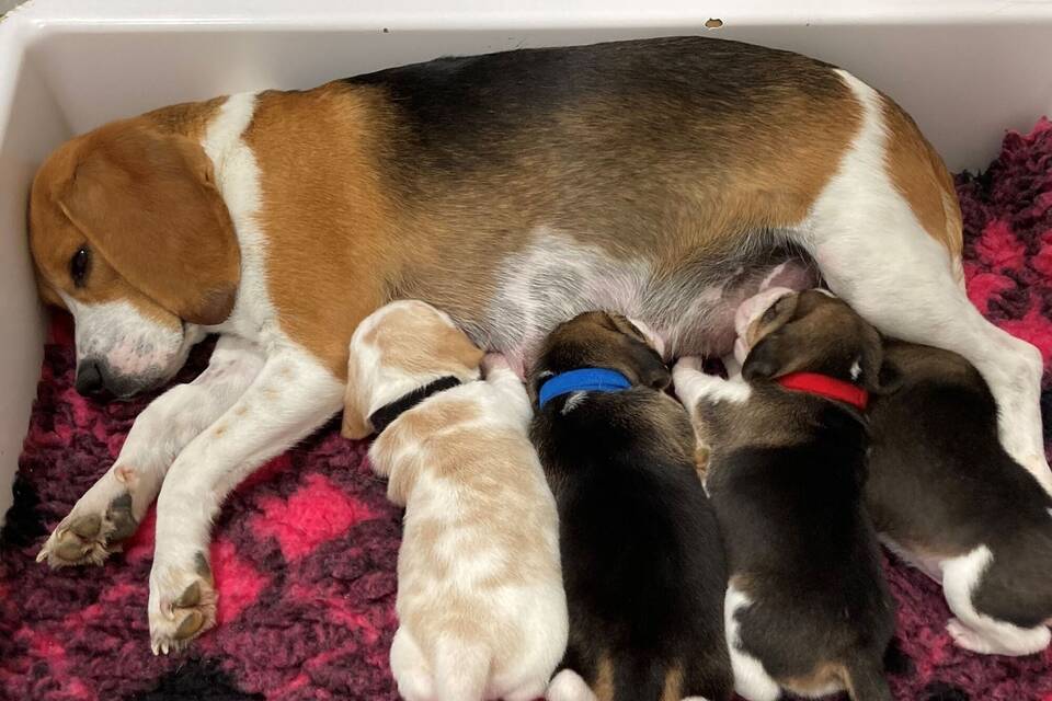 Beagle-Welpen Beagle-Welpen