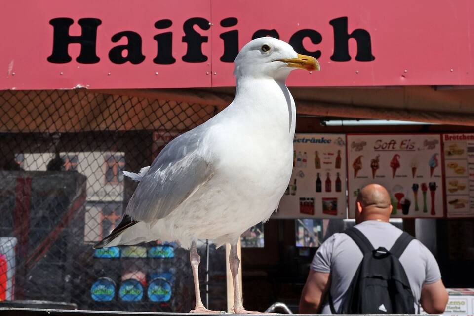 Möwe in Warnemünde Möwe in Warnemünde