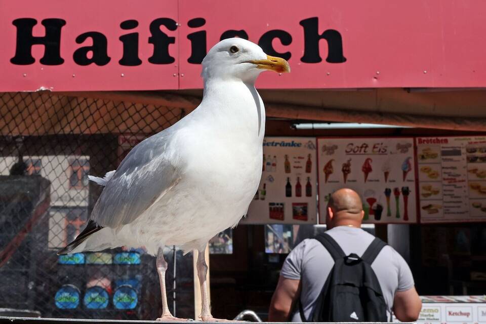 Möwen vor Fischbrötchen-Bude Möwen vor Fischbrötchen-Bude
