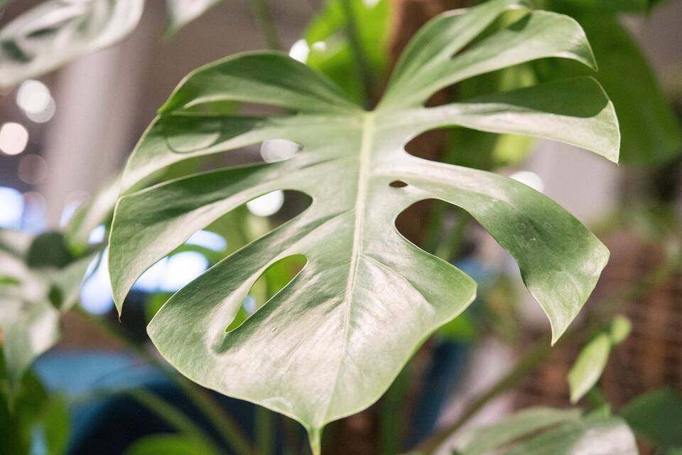 Monstera