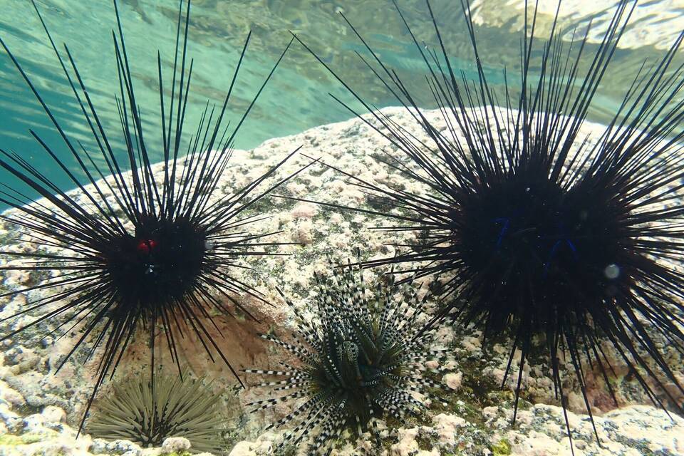 Seeigel Seeigel