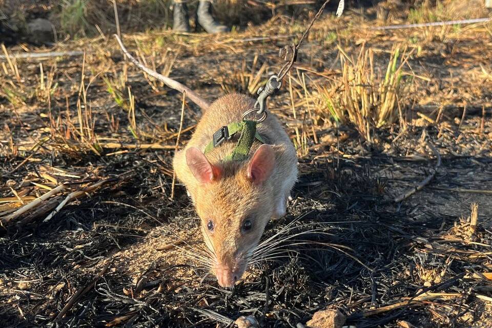 Riesenhamsterratten erschnüffeln Landminen in Angola Riesenhamsterratten erschnüffeln Landminen in Angola