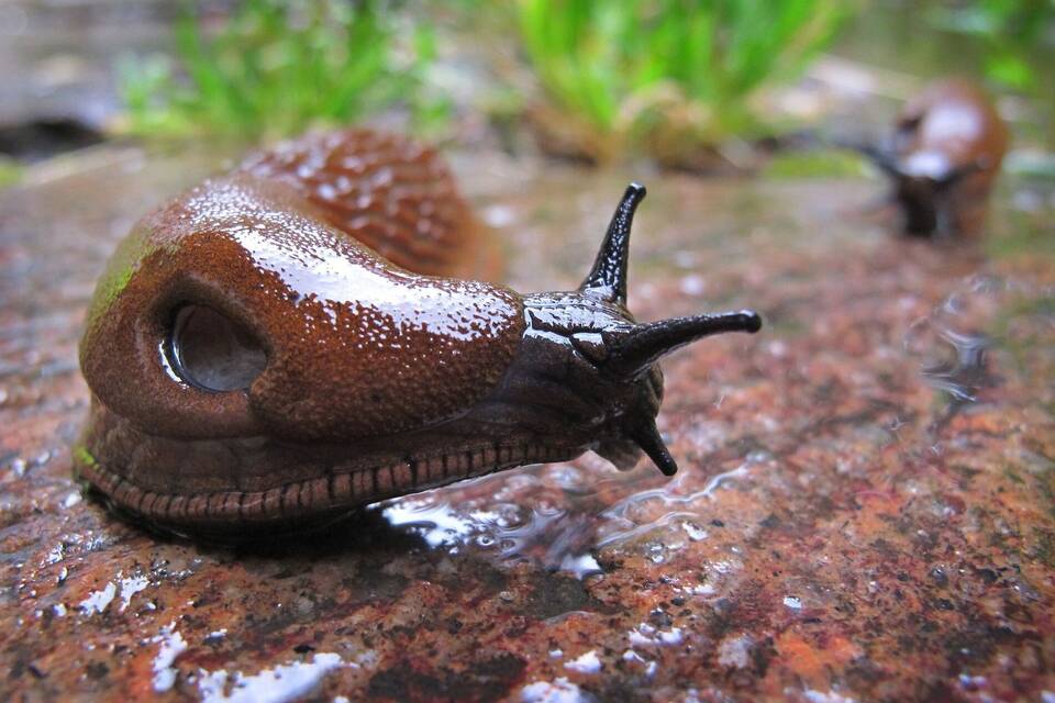 Spanische Wegschnecke
