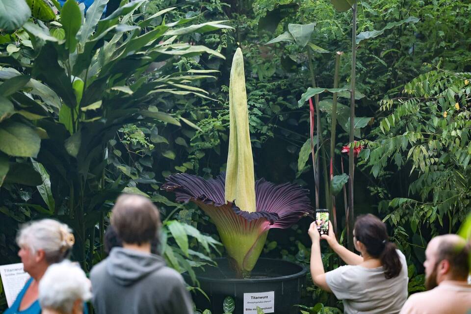 Beginn der Titanwurzblüte Beginn der Titanwurzblüte