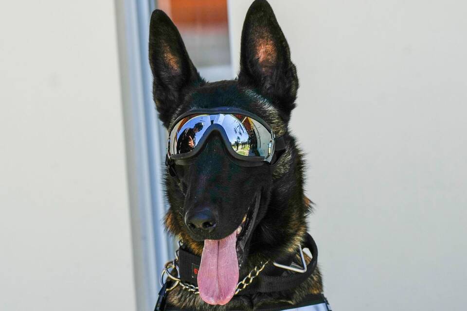 Schäferhund mit Brille Schäferhund mit Brille