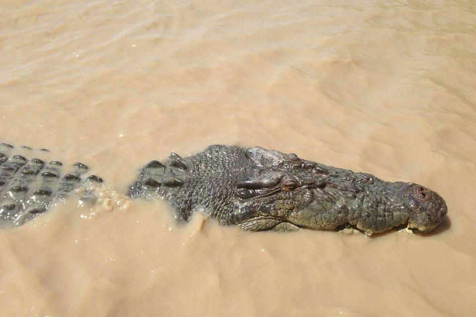 Salzwasserkrokodil Salzwasserkrokodil