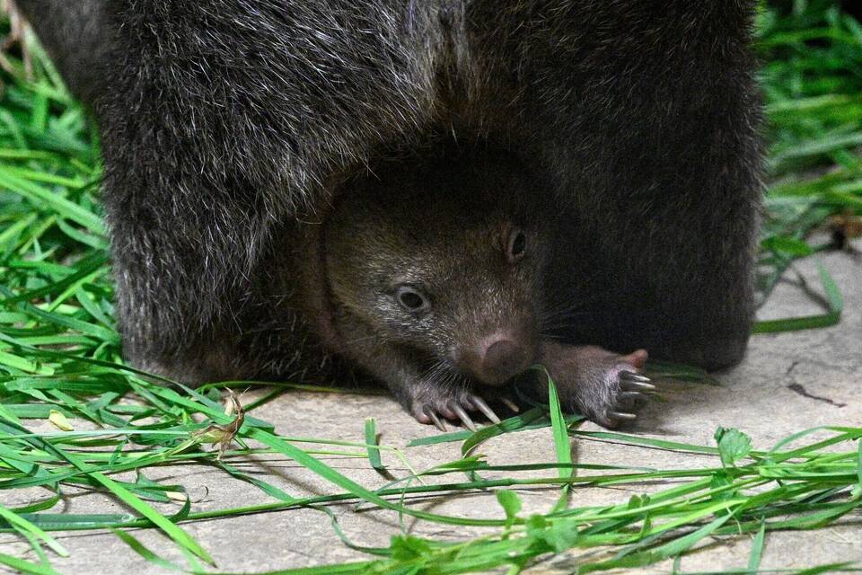 Wombatjunges in Prag Wombatjunges in Prag