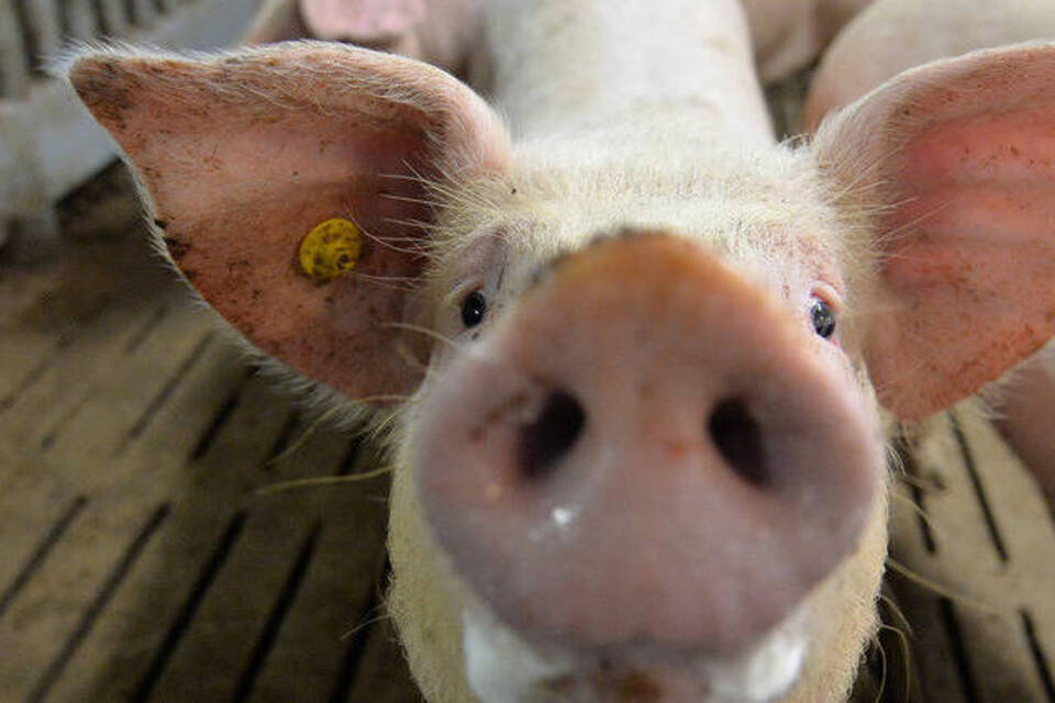 Organfabrik: Mensch-Schwein-Chimären sollen Spenderorgane liefern Organfabrik: Mensch-Schwein-Chimären sollen Spenderorgane liefern