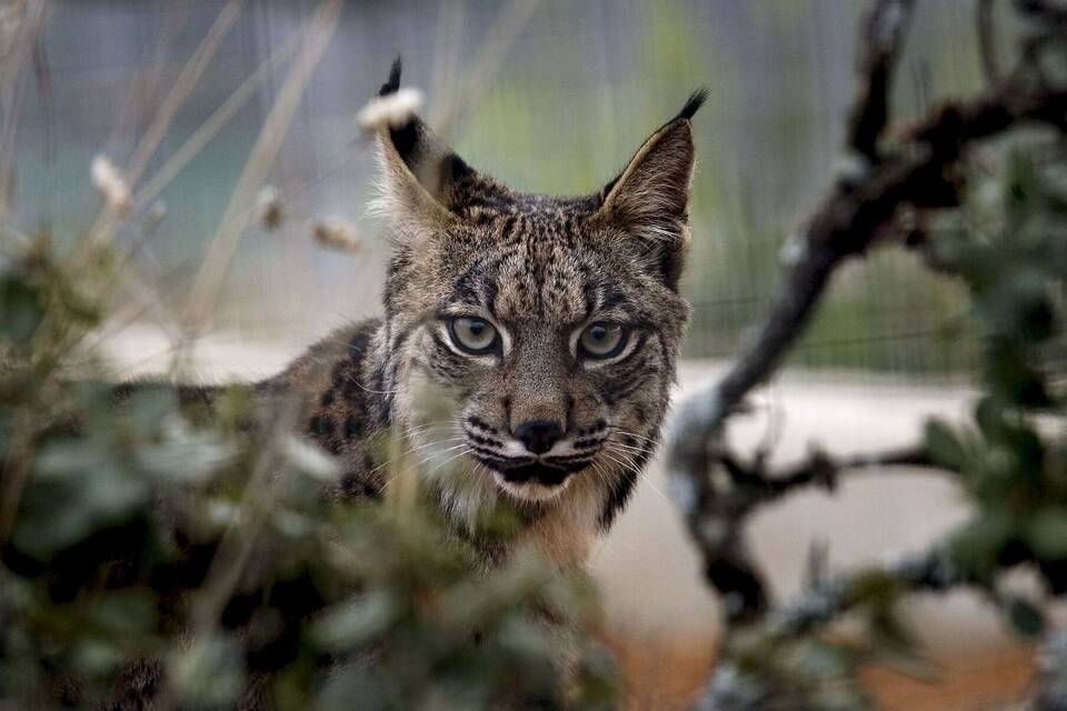 Pardelluchs Pardelluchs