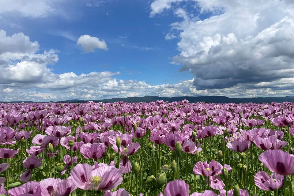 Mohnblüte im Werra-Meißner-Kreis Mohnblüte im Werra-Meißner-Kreis