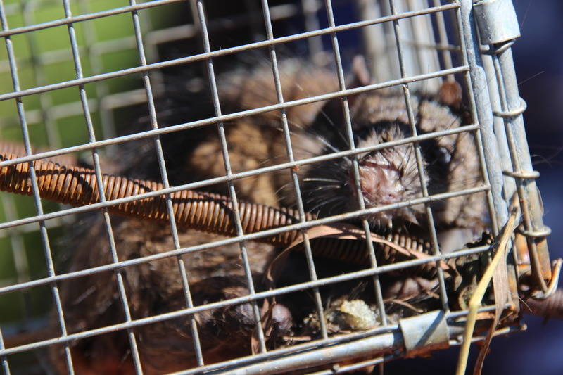der vergessene schwarze tod die pest stirbt nicht mal im grab die pest rnz