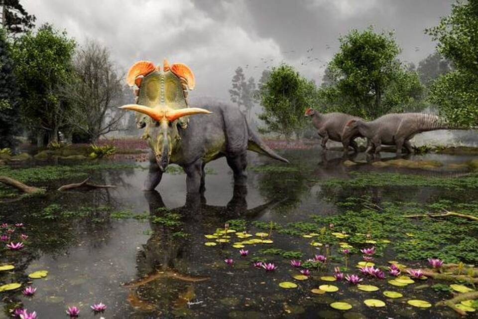 Lokiceratops rangiformis Lokiceratops rangiformis