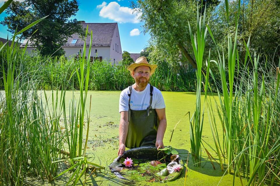 Seerosen Baden gehen für Blüten Klaro! RheinNeckarZeitung